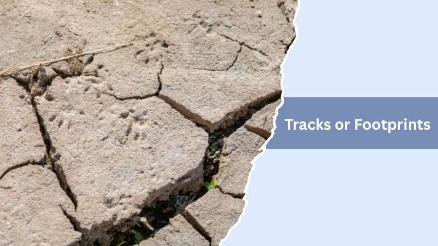 Tracks or Footprints