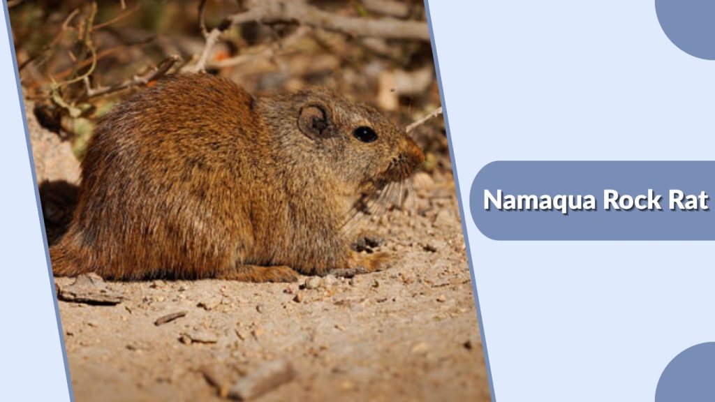 Namaqua Rock Rat