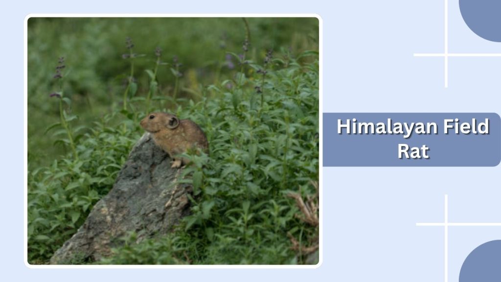 Himalayan Field Rat