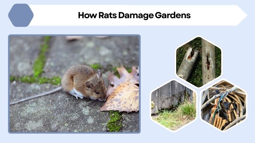 How Rats Damage Gardens
