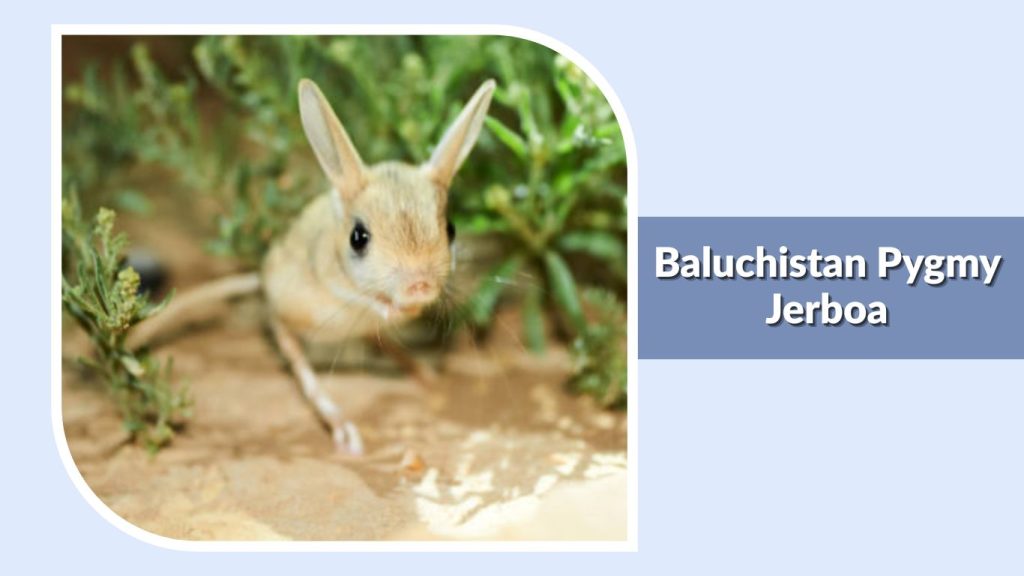  Baluchistan Pygmy Jerboa