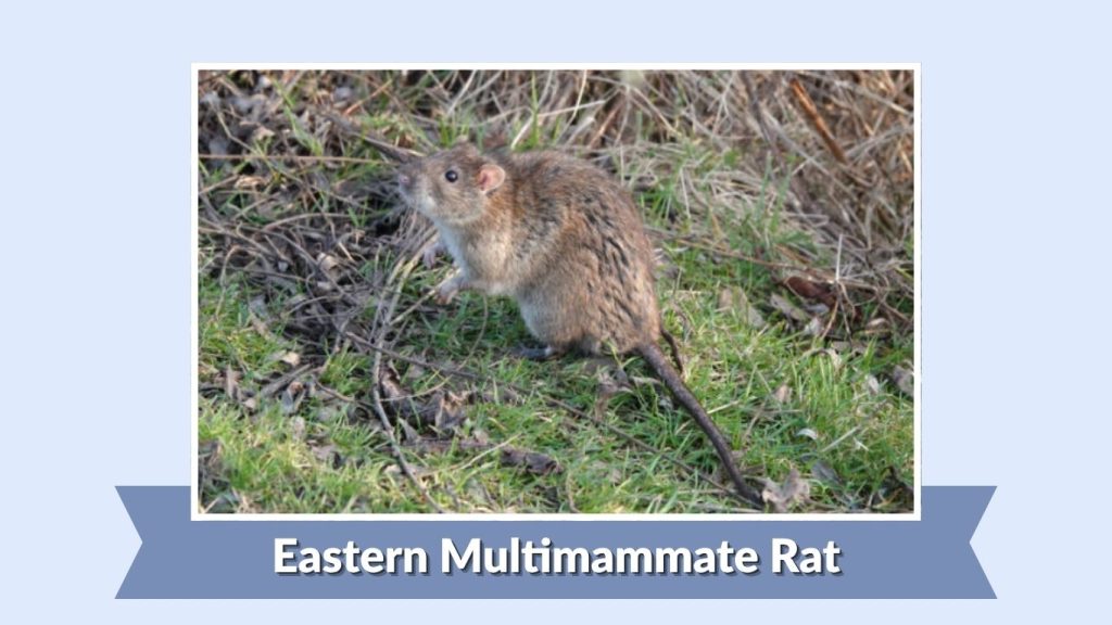  Eastern Multimammate Rat