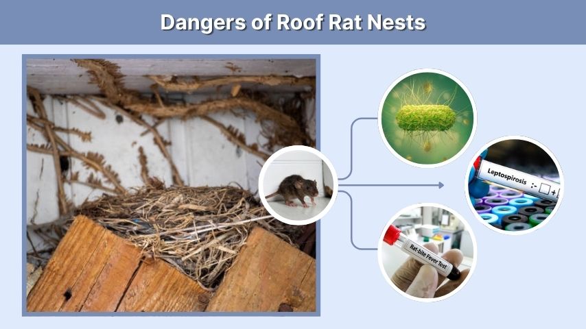 Dangers of Roof Rat Nests