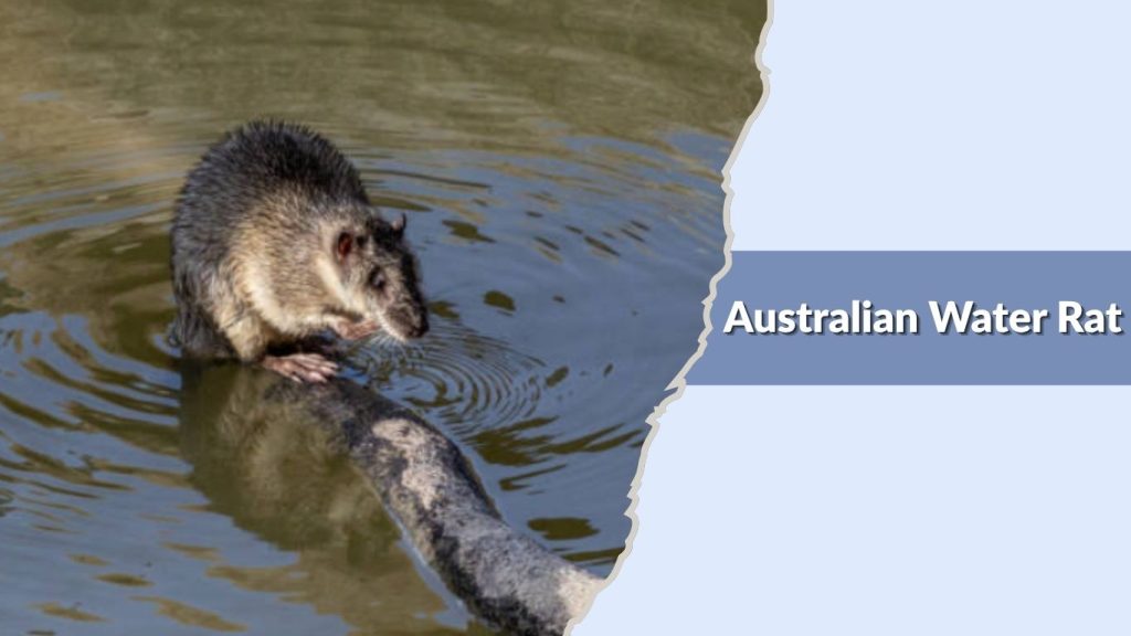 Australian Water Rat