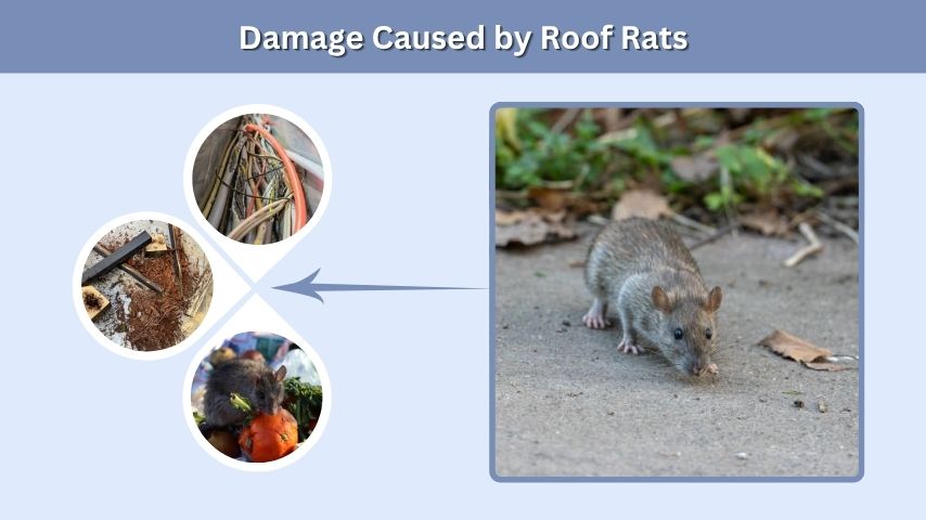 Damage Caused by Roof Rats