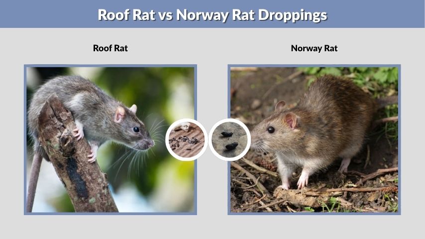 Roof Rat vs Norway Rat Droppings