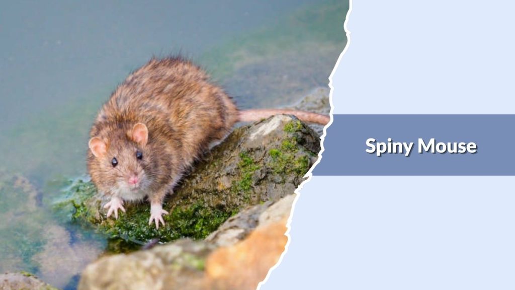 Spiny Mouse