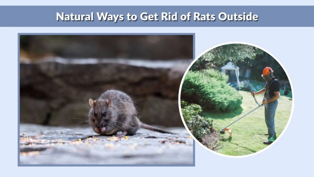 Natural Ways to Get Rid of Rats Outside