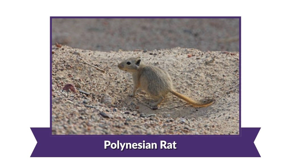 Polynesian Rat
