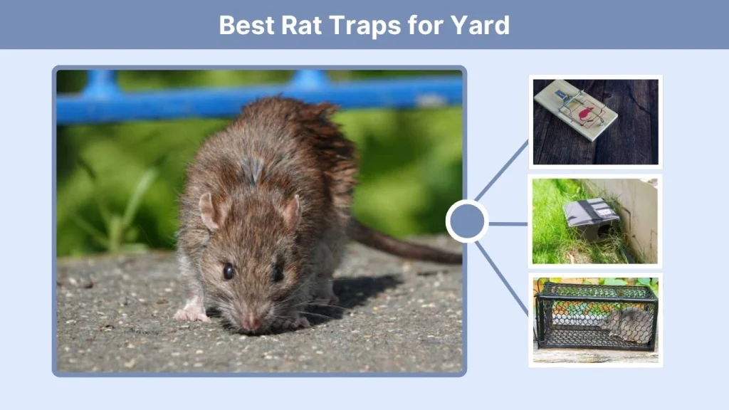 Best Rat Traps for Yard