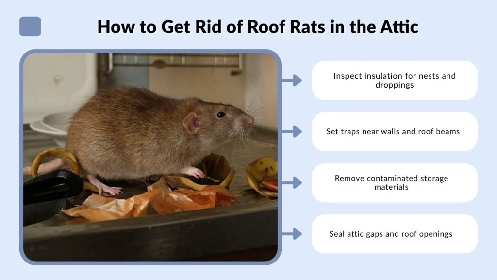 How to Get Rid of Roof Rats in the Attic