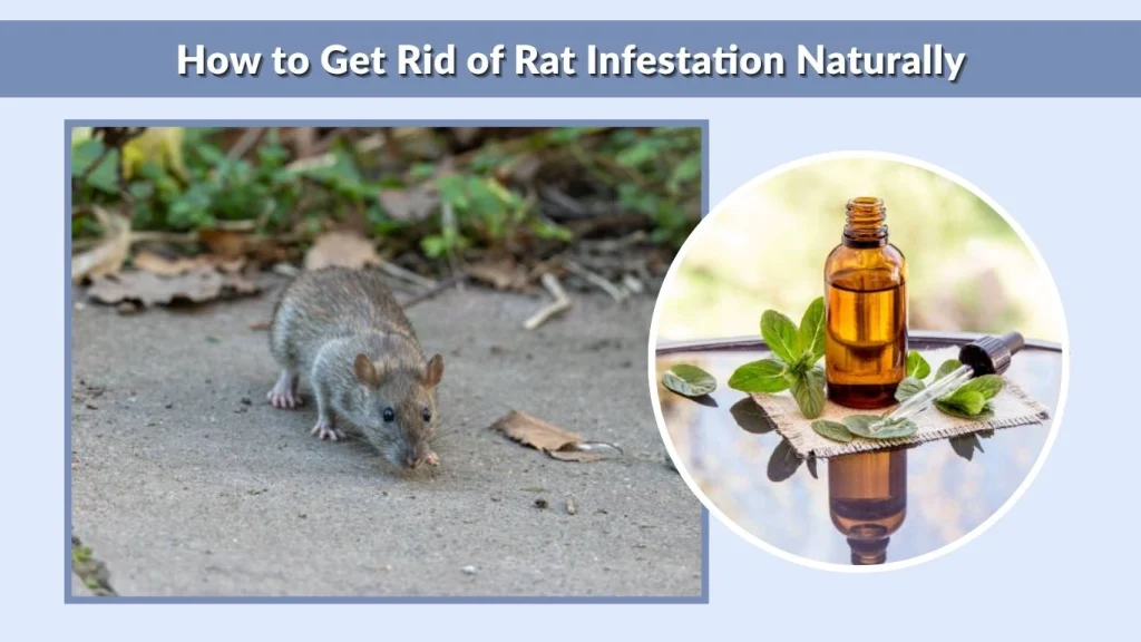 How to Get Rid of Rat Infestation Naturally
