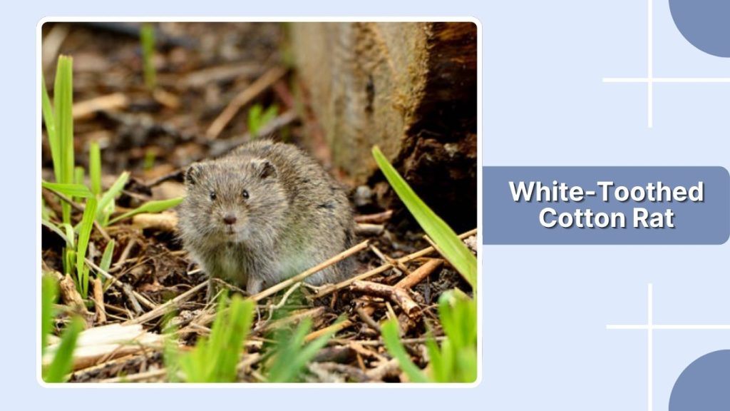 White-Toothed Cotton Rat