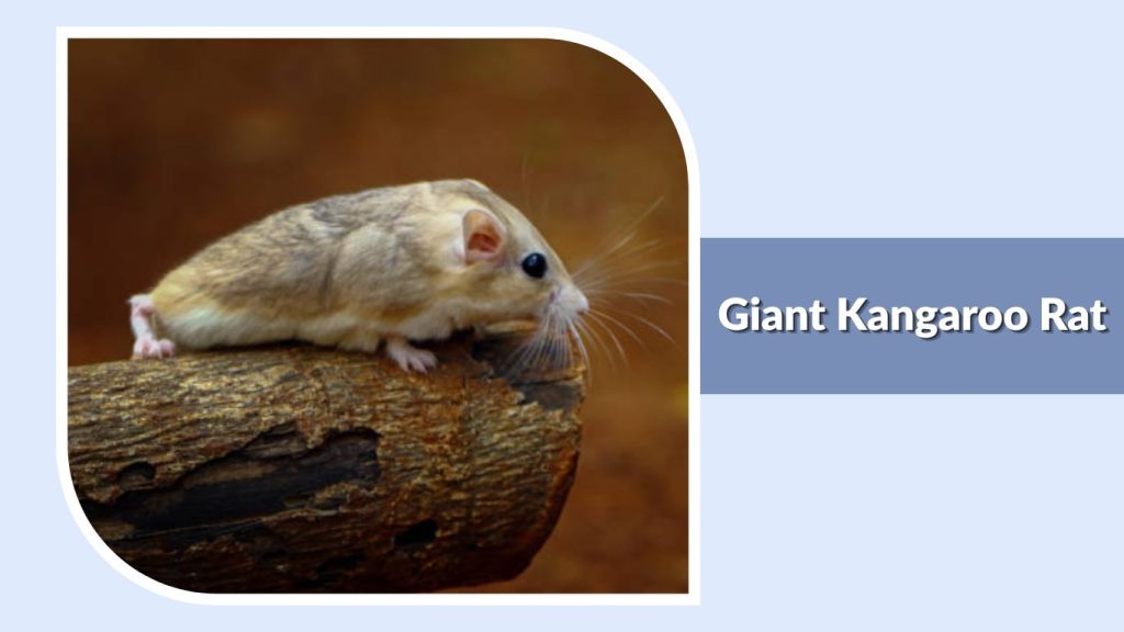 Giant Kangaroo Rat