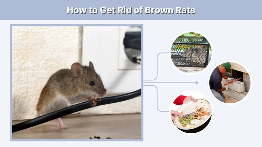 How to Get Rid of Brown Rats