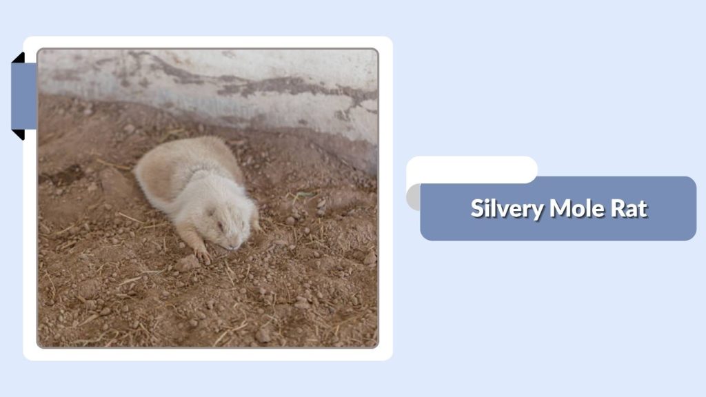 Silvery Mole Rat