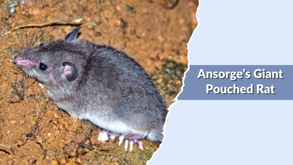 Ansorge’s Giant Pouched Rat