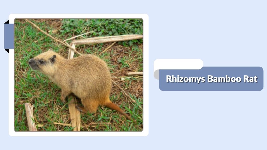 Rhizomys Bamboo Rat