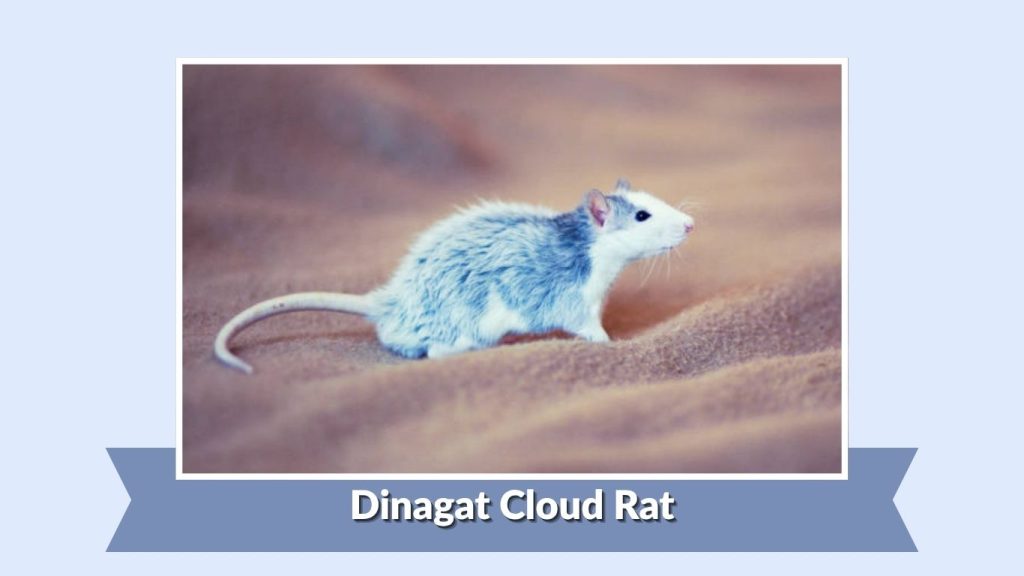 Dinagat Cloud Rat