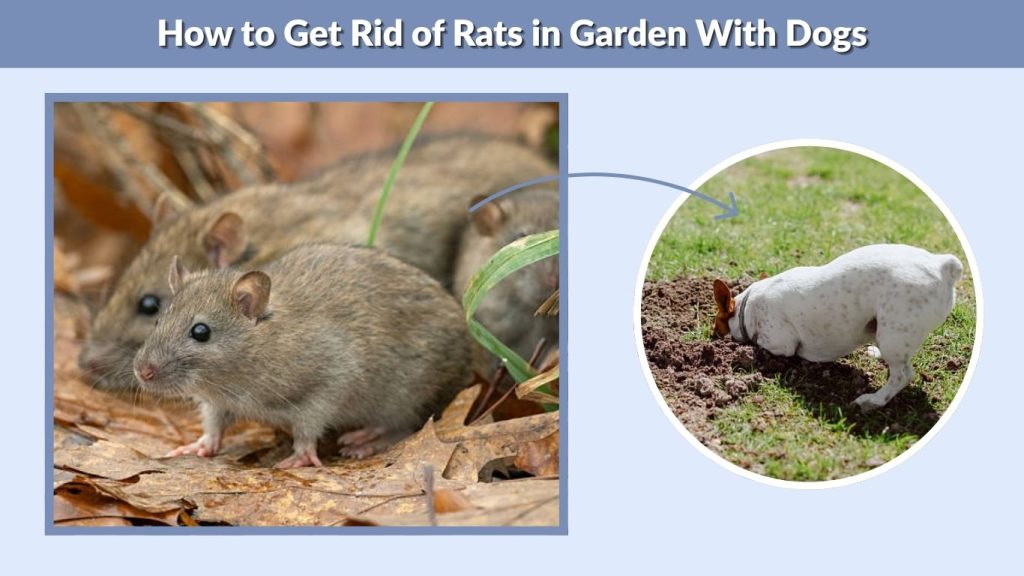 How to Get Rid of Rats in Garden With Dogs