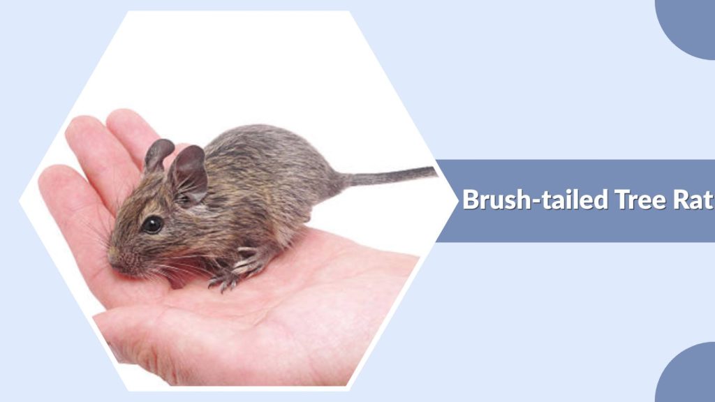 Brush-tailed Tree Rat