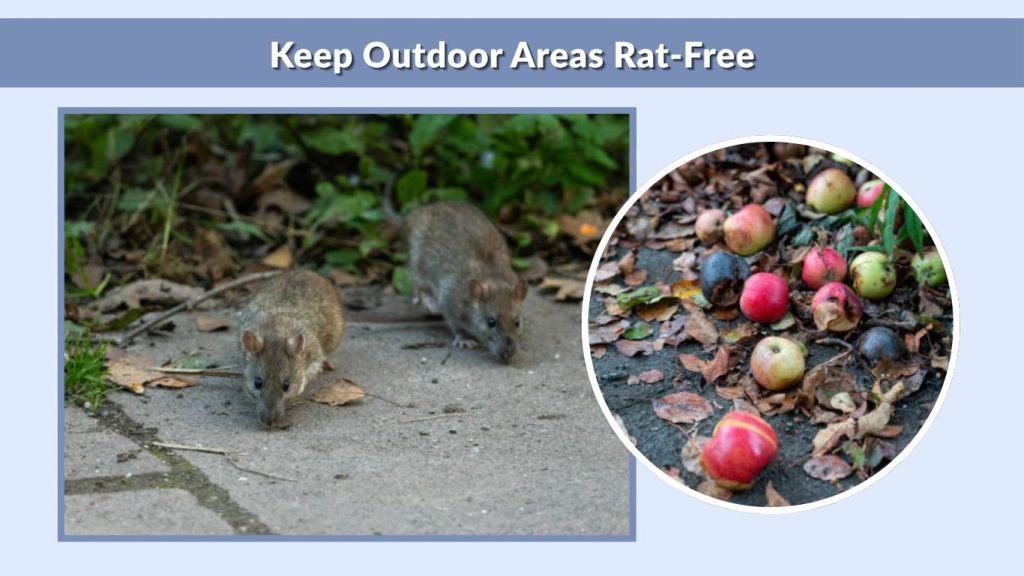 Keep Outdoor Areas Rat-Free