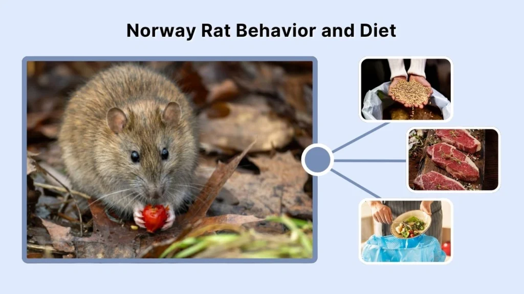 Norway Rat Behavior and Diet