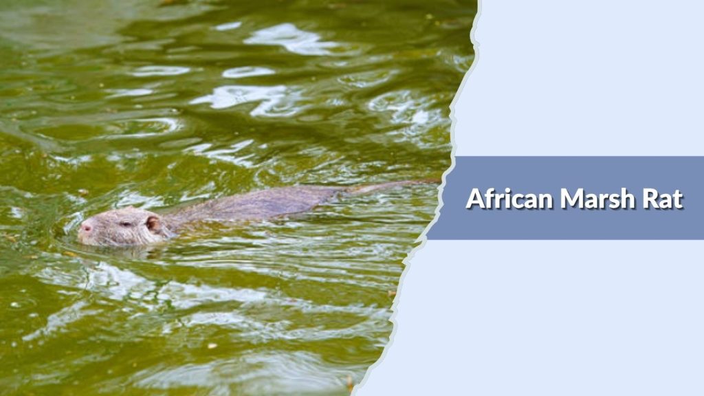 African Marsh Rat