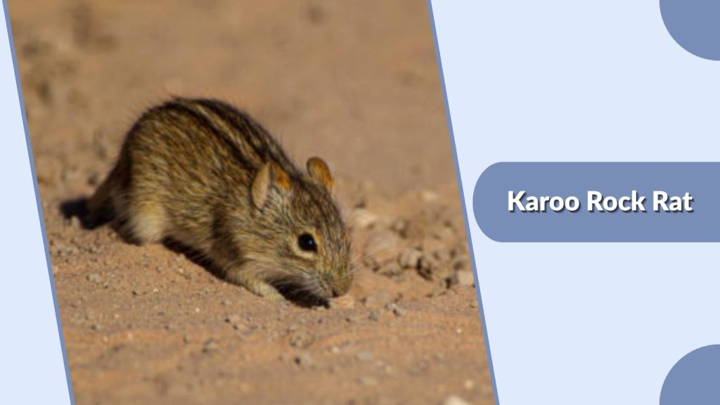 Karoo Rock Rat