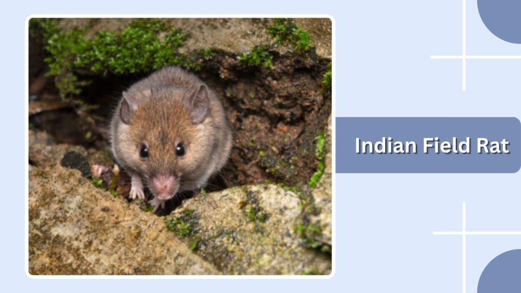 Indian Field Rat