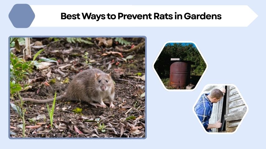 Best Ways to Prevent Rats in Gardens