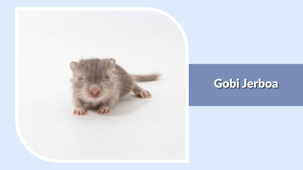 Gobi Jerboa