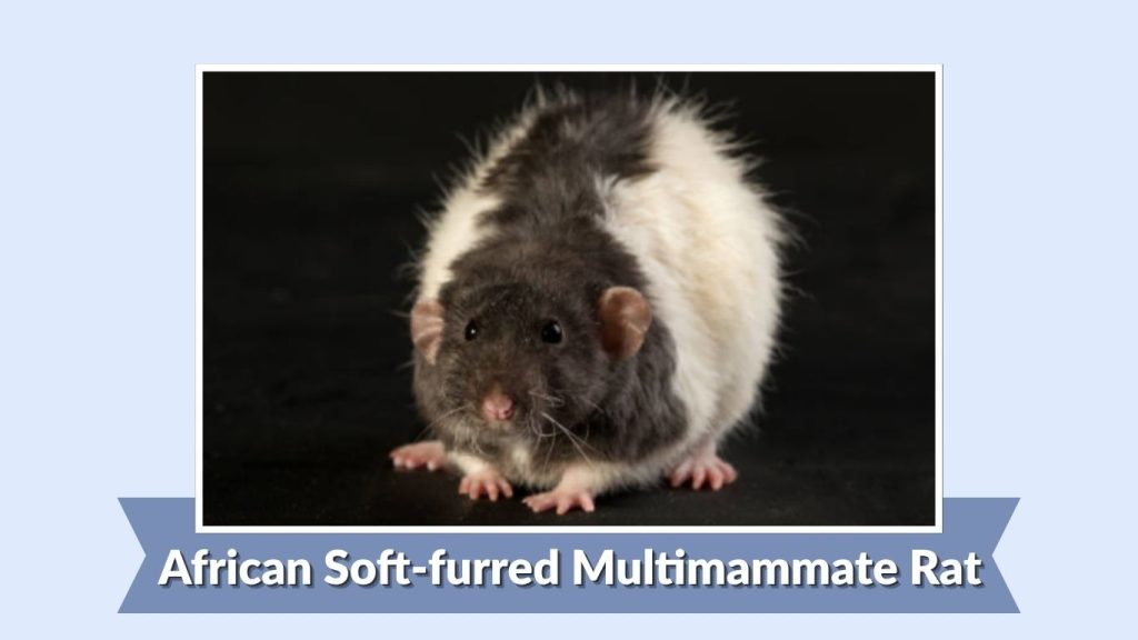 African Soft-furred Multimammate Rat
