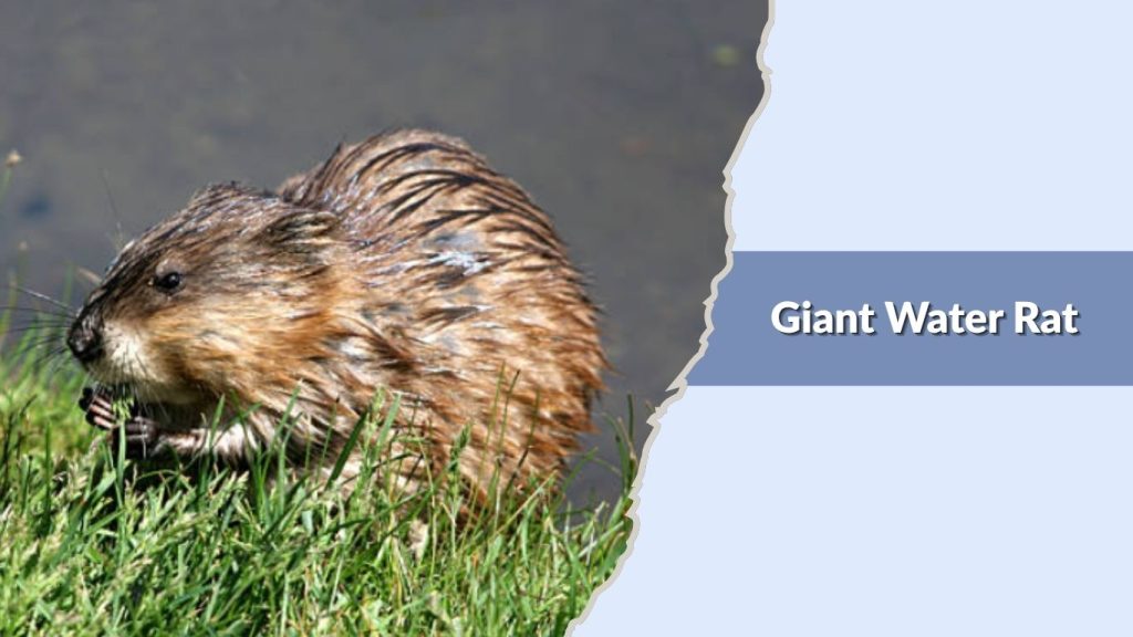 Giant Water Rat