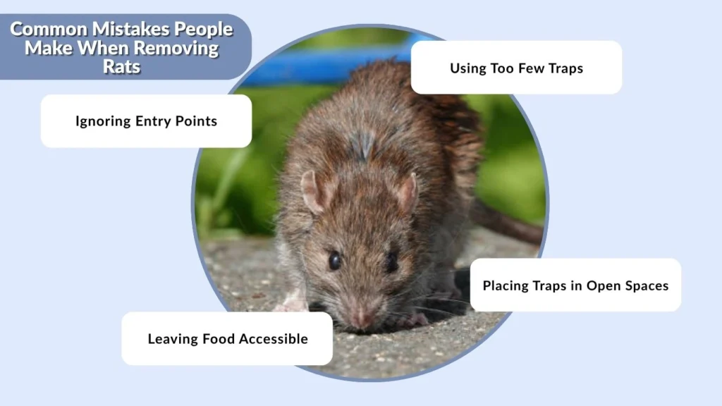 Common Mistakes People Make When Removing Rats