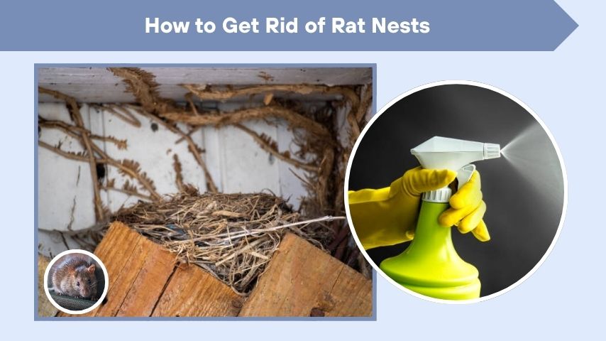 How to Get Rid of Rat Nests