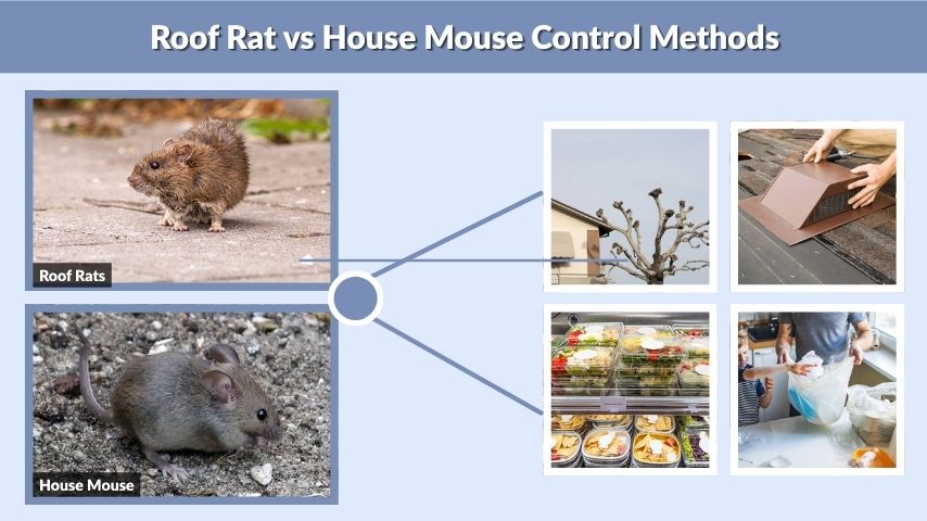 Roof Rat vs House Mouse Control Methods