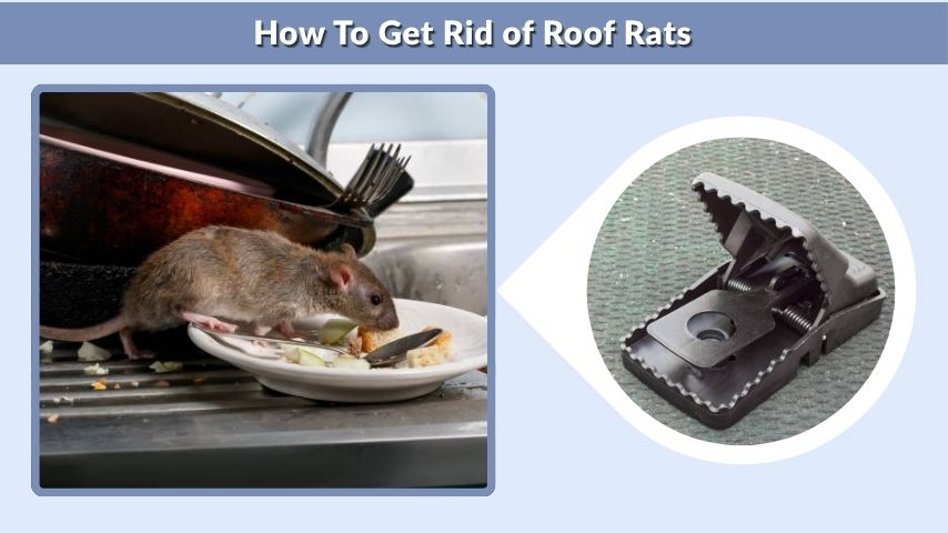 How To Get Rid of Roof Rats