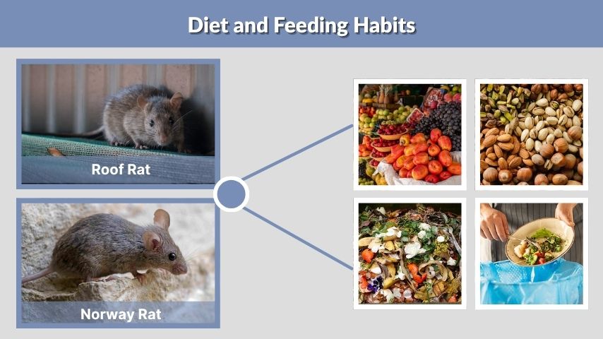 Diet and Feeding Habits