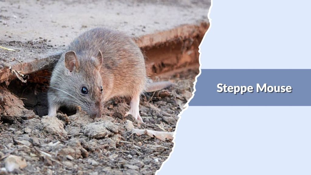 Steppe Mouse