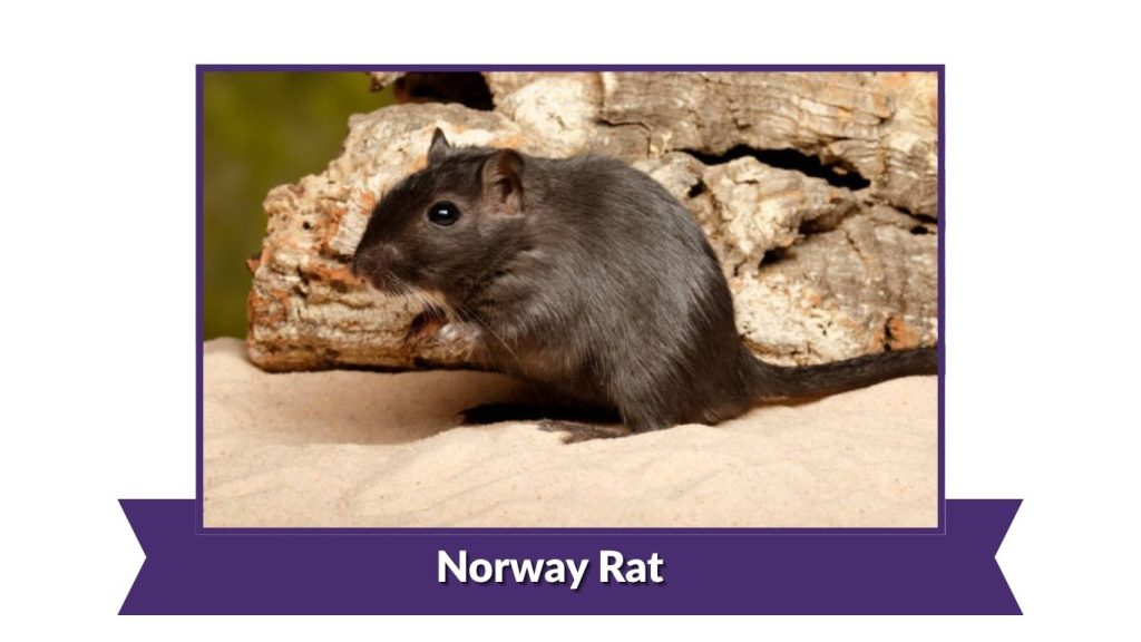 Norway Rat