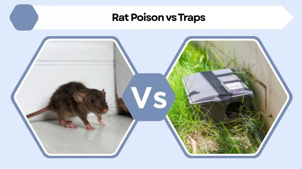 Rat Poison vs Traps