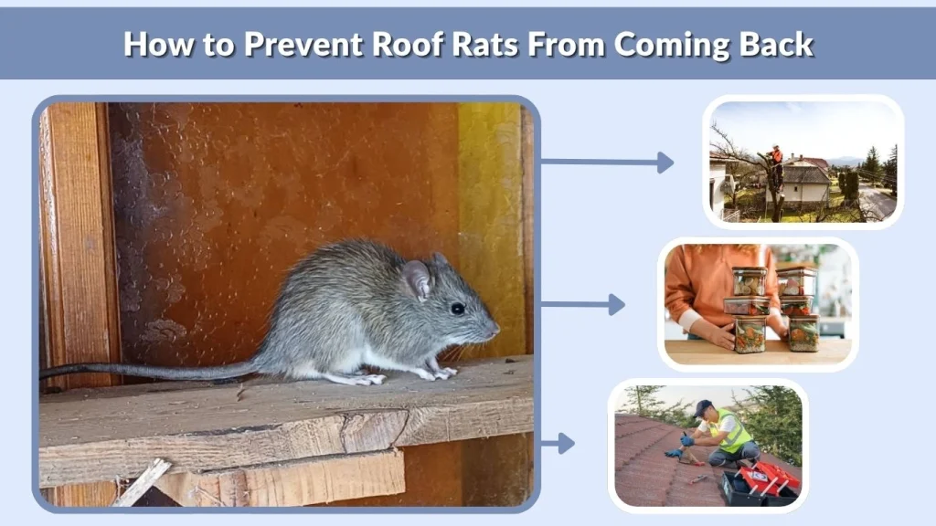 How to Prevent Roof Rats From Coming Back