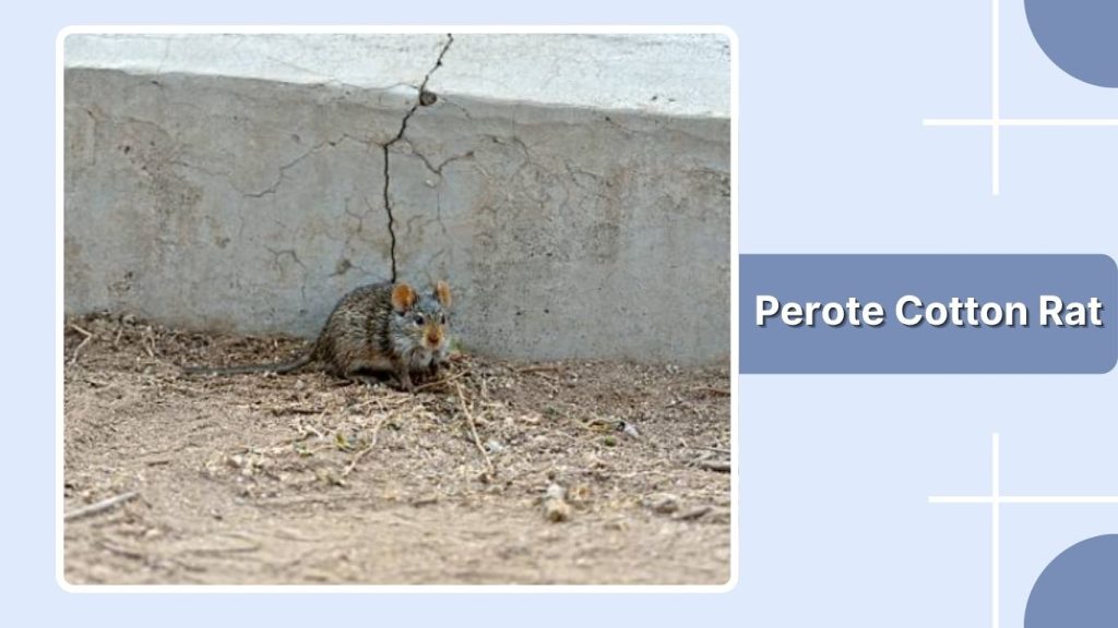 Perote Cotton Rat