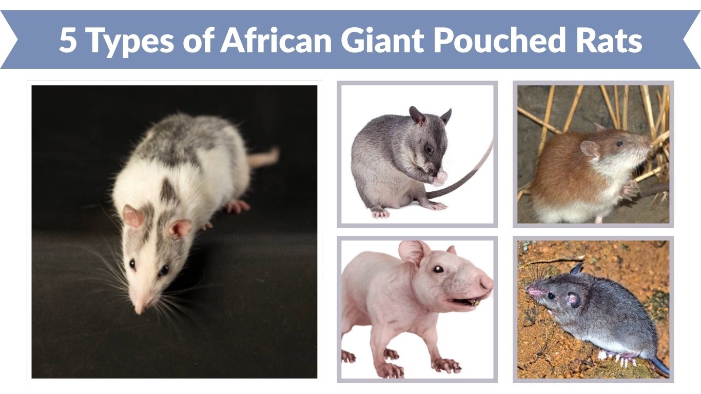 5 Types of African Giant Pouched Rats (Id with Pictures)