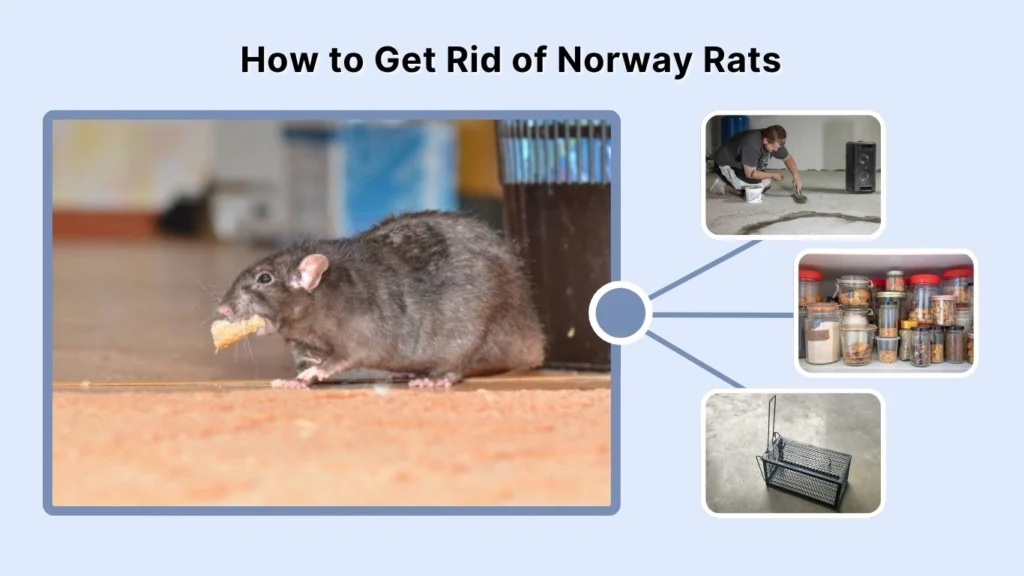How to Get Rid of Norway Rats