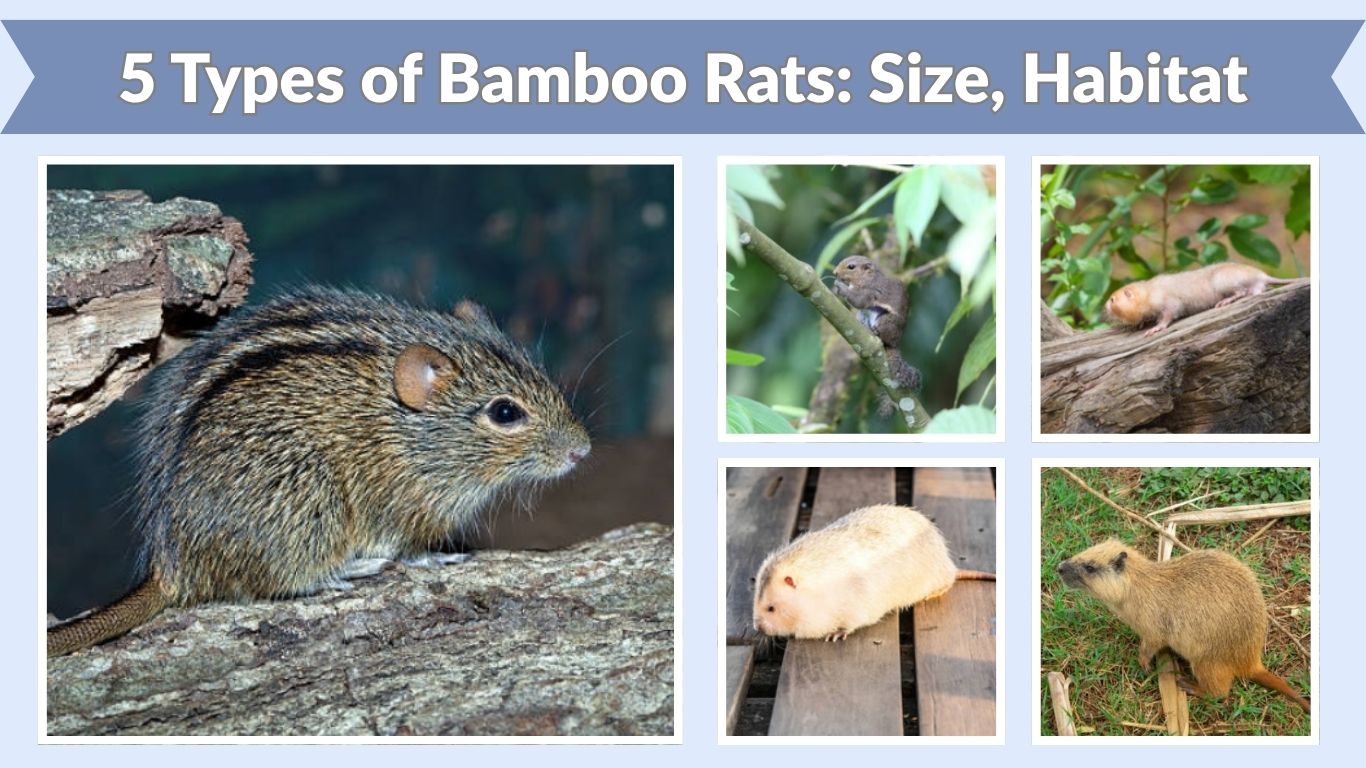 5 Types of Bamboo Rats: Size, Habitat, Identification and Pictures