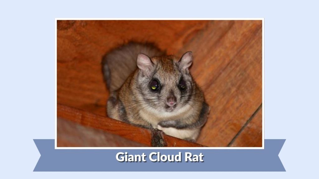 Giant Cloud Rat