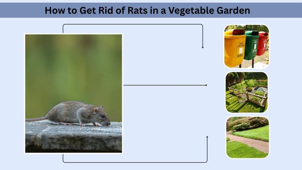 How to Get Rid of Rats in a Vegetable Garden
