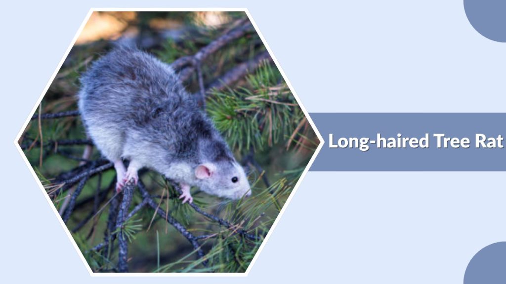 Long-haired Tree Rat